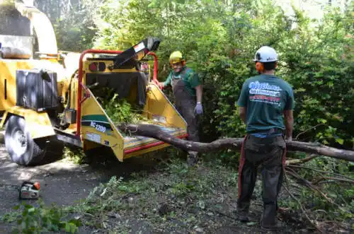 tree services Alexander